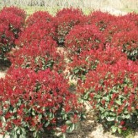紅葉石楠球2012紅葉石楠球最新價(jià)格低批發(fā)直銷