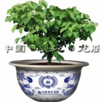 湖南新晃龍腦公司供應(yīng)龍腦樟盆景和小樹苗