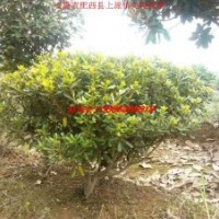 供應(yīng)海桐球 紅花繼木球 火棘球等綠化苗木