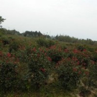 紅葉石楠球