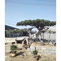 大量出售造型松樹(shù)10到60公分