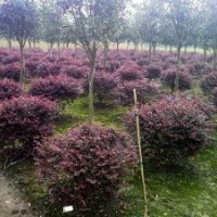 茶花球，茶梅，杜鵑球，紅花繼木球，紅葉石楠球，桂花球