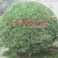 大葉黃楊球