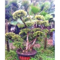 繼木 赤楠 杜鵑 山茶花 供應(yīng)