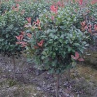 江蘇紅葉石楠基地|紅葉石楠報(bào)價(jià)