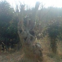 紫薇，大型盆景 紫薇,200年樹(shù)齡,開(kāi)大紅花