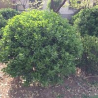 供應(yīng)：木槿，冬青，大葉黃楊，紫葉李，櫻花，北海道。