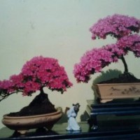 寧波杜鵑花
