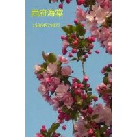沂蒙海棠垂絲