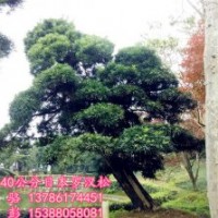 為什別人的日本羅漢松樹冠那么豐滿，為大家分享下自己的見解...