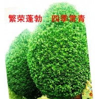 特大型冬青景觀樹