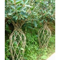 花瓶造型桂花樹地栽苗批發(fā)