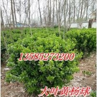 供應(yīng)80冠大葉黃楊球價格.1米冠大葉黃楊球價格