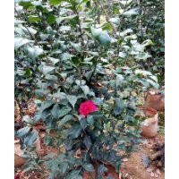 華東茶