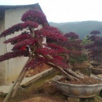優(yōu)價(jià)供應(yīng)紅繼木樹樁