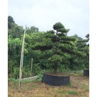 羅漢松價格、造型羅漢松價格、湖南羅漢松價格、2-25公分羅漢松出