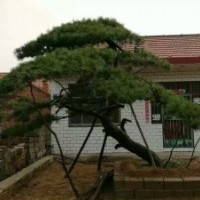 供應(yīng)造型景觀松！造型油松！