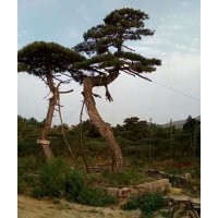 大型景觀松