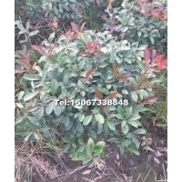 紅葉石楠球，毛球冠70，80的，高度120以上也有