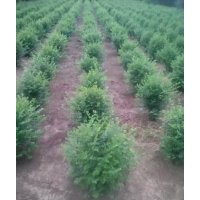 直供小葉女貞球50-2米 質量好 5000畝