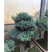 出售黃楊老樹樁