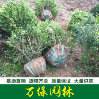瓜子黃楊球