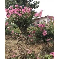 紫薇花瓶