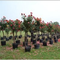 各種規(guī)格月季樹冠幅60cm左右