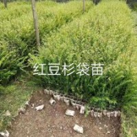 榧木，紅豆杉，桂花，萬(wàn)年青，山茶等。