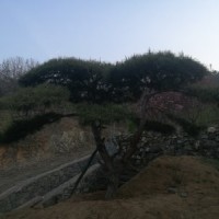 造型油松，黑松