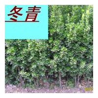 供應(yīng)大量冬青苗 冬青球