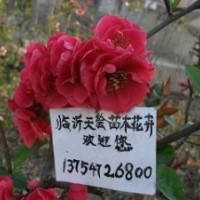 供應(yīng)年宵精品花卉-沂州海棠、日本海棠花、木瓜海棠、各種造型海