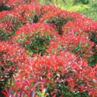 出售膠東衛(wèi)矛、金葉女貞、黃楊球，紅葉石楠球
