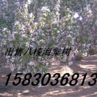 長期供應八棱海棠樹