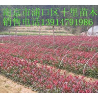紅葉石楠球小苗
