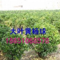 大葉黃楊球價(jià)格、冬青球供應(yīng)、冬青球種植、冬青球基地、賣冬青球