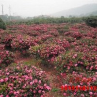 茶花球
