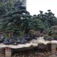 對節(jié)白臘