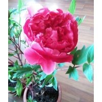 鄭風春節(jié)催花牡丹盆栽優(yōu)質供應