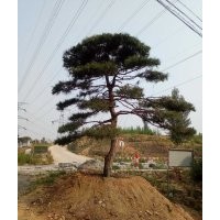 造型油松