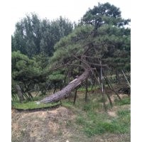大型景觀松