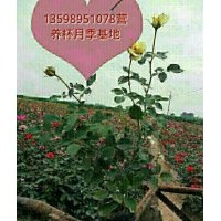 供月季，月季營養(yǎng)杯苗，玫瑰，玫瑰營養(yǎng)杯苗，騰本月季月季