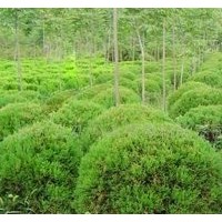 300公分高檜柏裝車價格56元_保質(zhì)保量