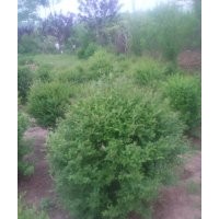 小葉女貞球50-2米 質(zhì)量好，江蘇沭陽