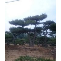 專業(yè)供應造型 油松 黑松