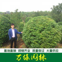 小葉女貞球