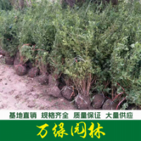 黃刺梅球