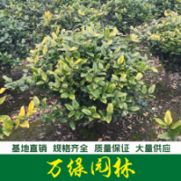 金森女貞球