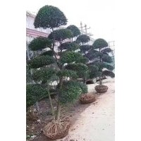 精品小葉女貞造型大量供應(yīng)、自產(chǎn)自銷、10片以上、大云片