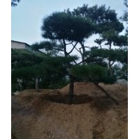 造型油松